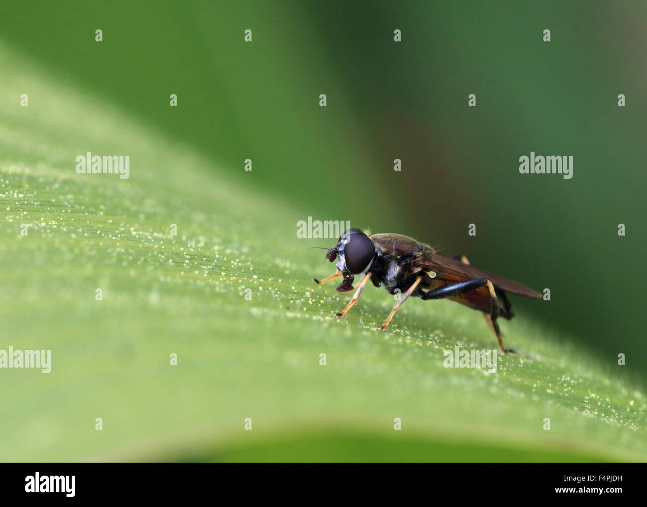 Xylota segnis fly resting on maize plant Stock Photo