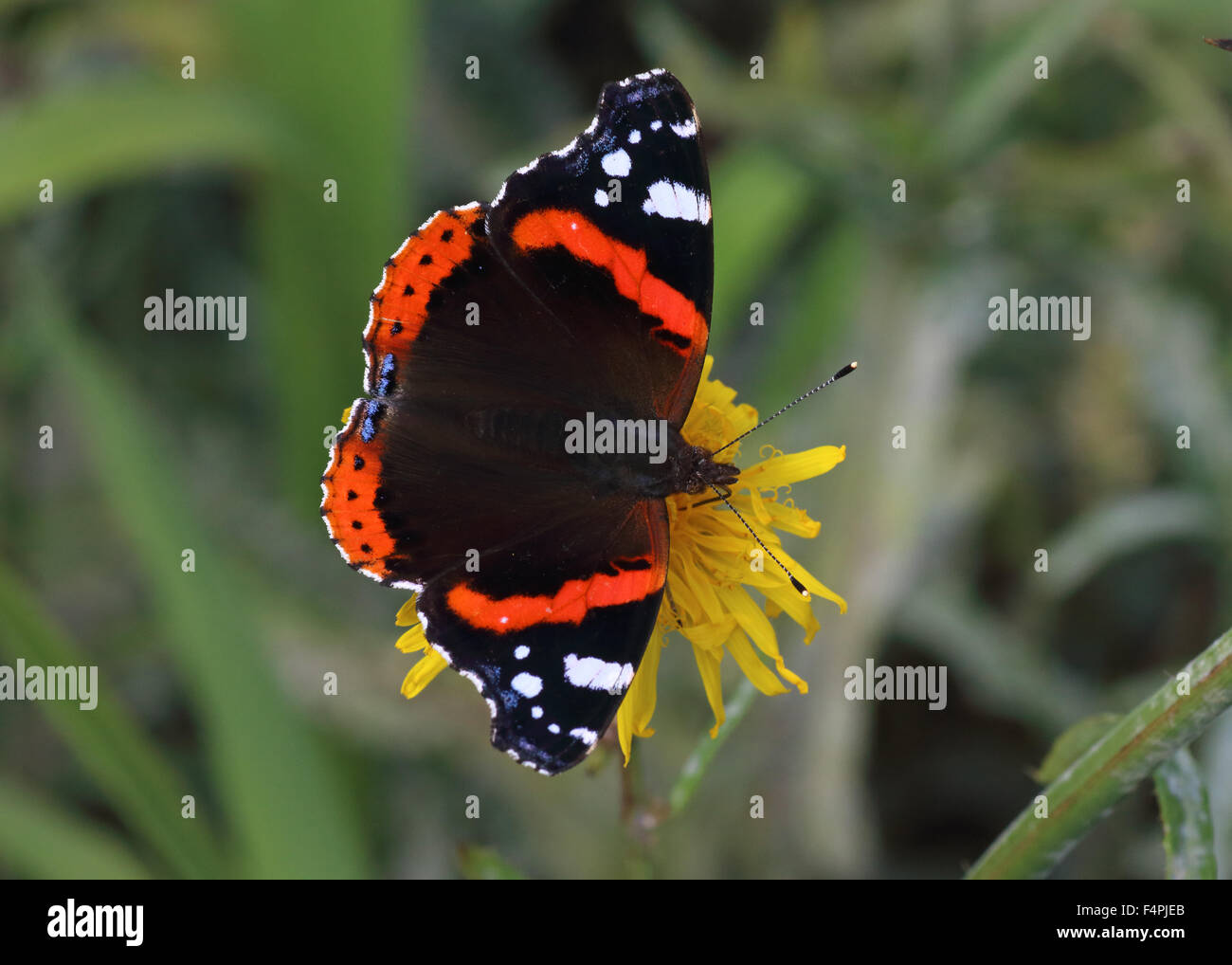 red admiral vanessa atalanta butterfly feeding on a yellow flower Stock Photo