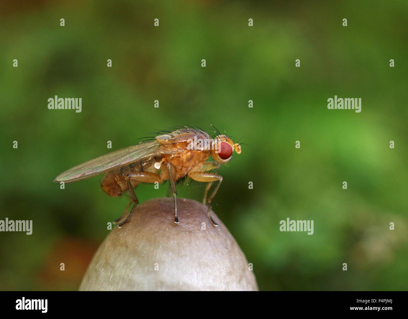 Clusiid fly using the top of a small fungi as a lekking ground to attract females Stock Photo