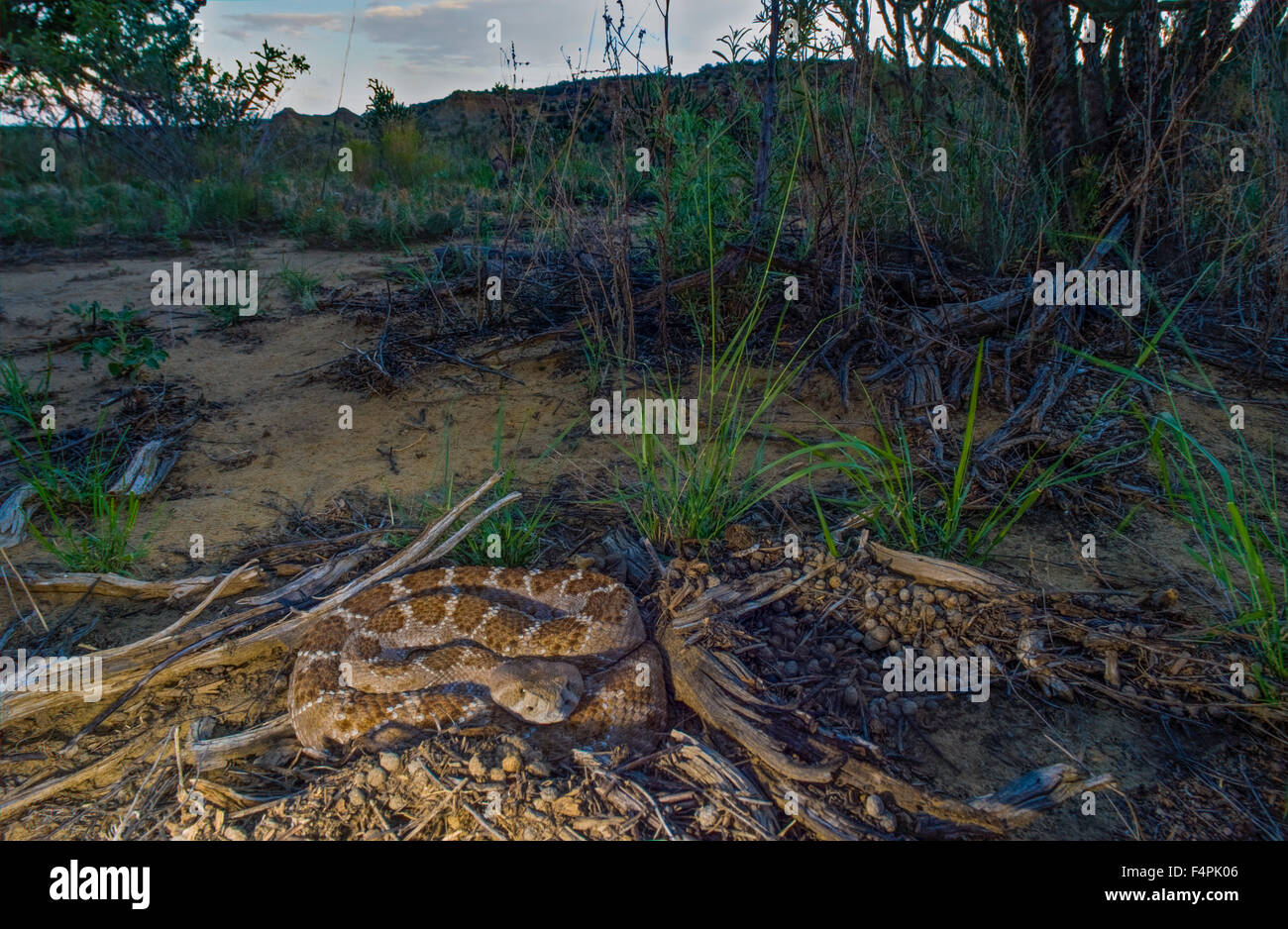 Western Diamond-backed Rattlesnake, (Crotalus atrox), coiled in ambush.  Ojito Wilderness, New Mexico, USA. Stock Photo