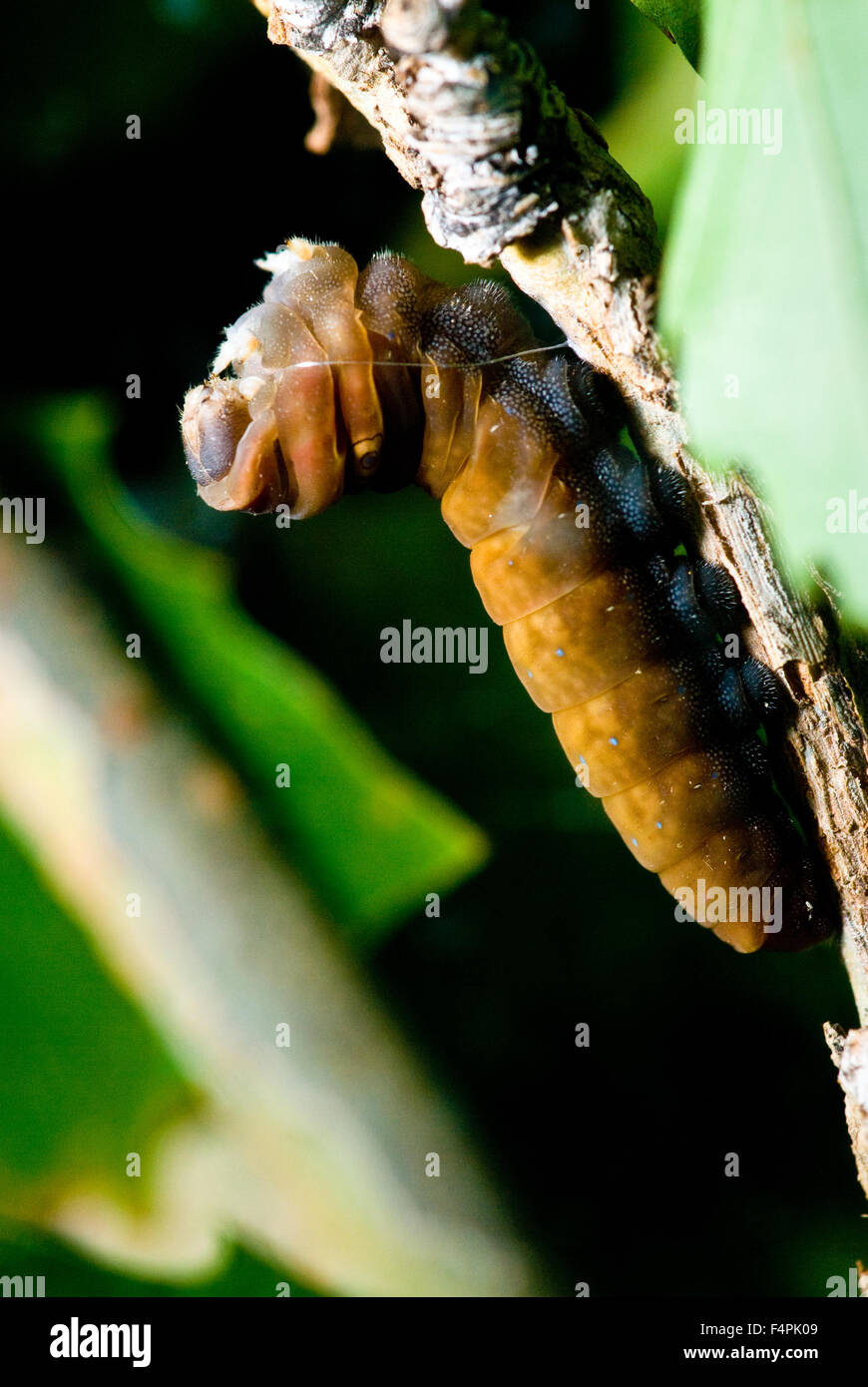 Western Tiger Swallowtail, (Papilio rutulus), caterpillar. Albuquerque, New Mexico, USA. Stock Photo