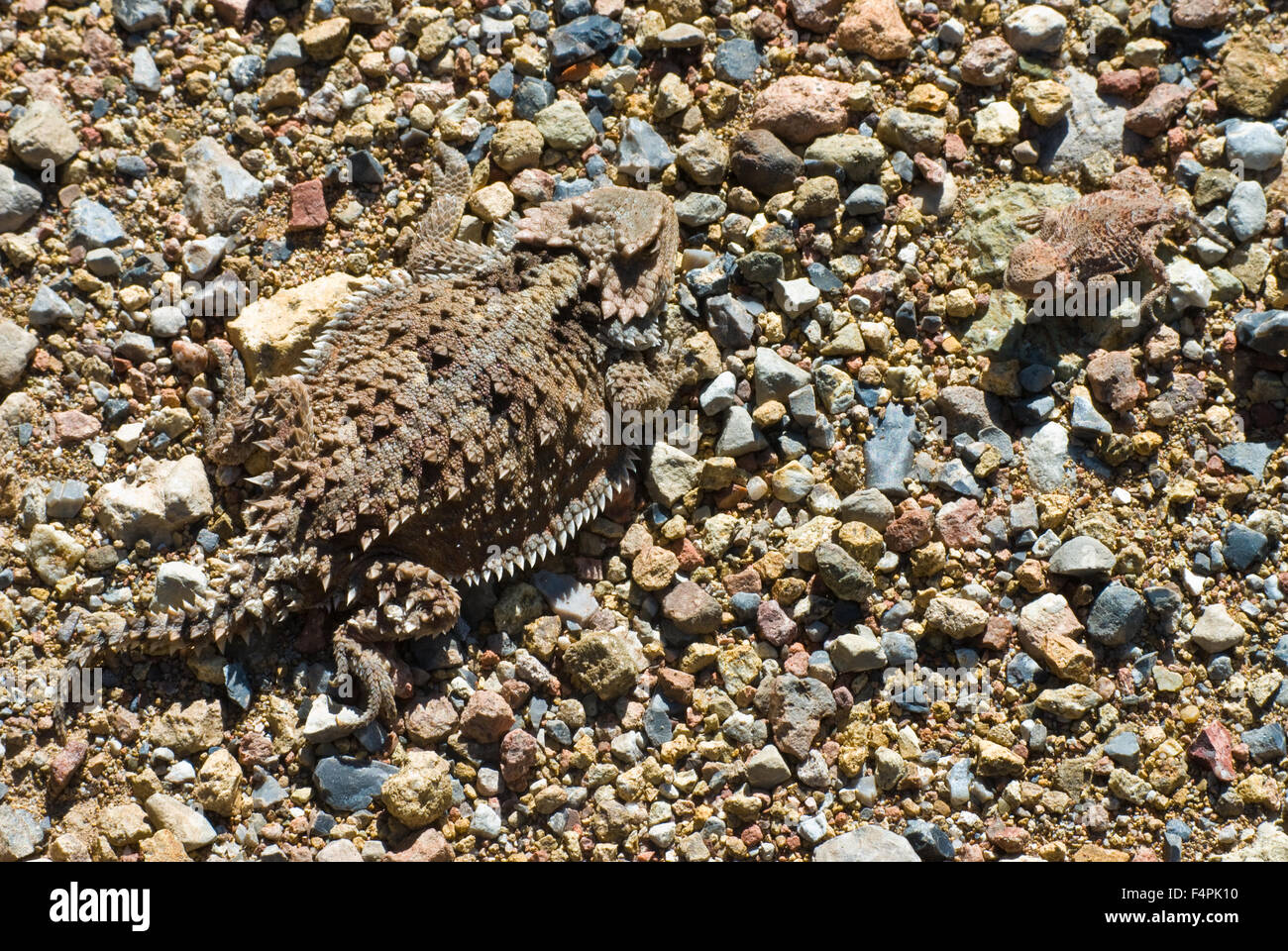 Adult and neonate Greater Shorthorned Lizards, (Phrynosoma hernandesi