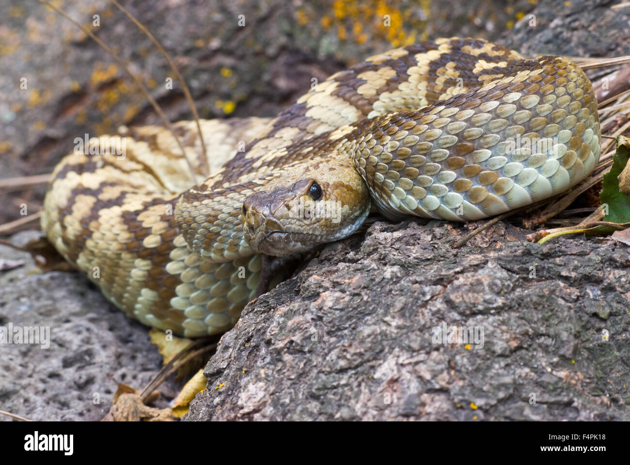 Eastern Black-tailed Rattlesnake, (Crotalus ornatus), Black Range, Gila Wilderness, New Mexico, USA. Stock Photo