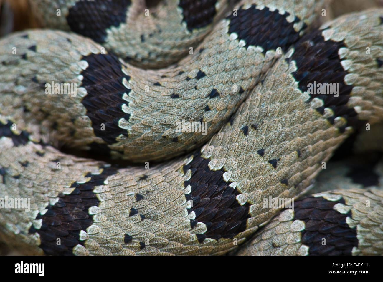Male Banded Rock Rattlesnake, (Crotalus lepidus klauberi), Gila