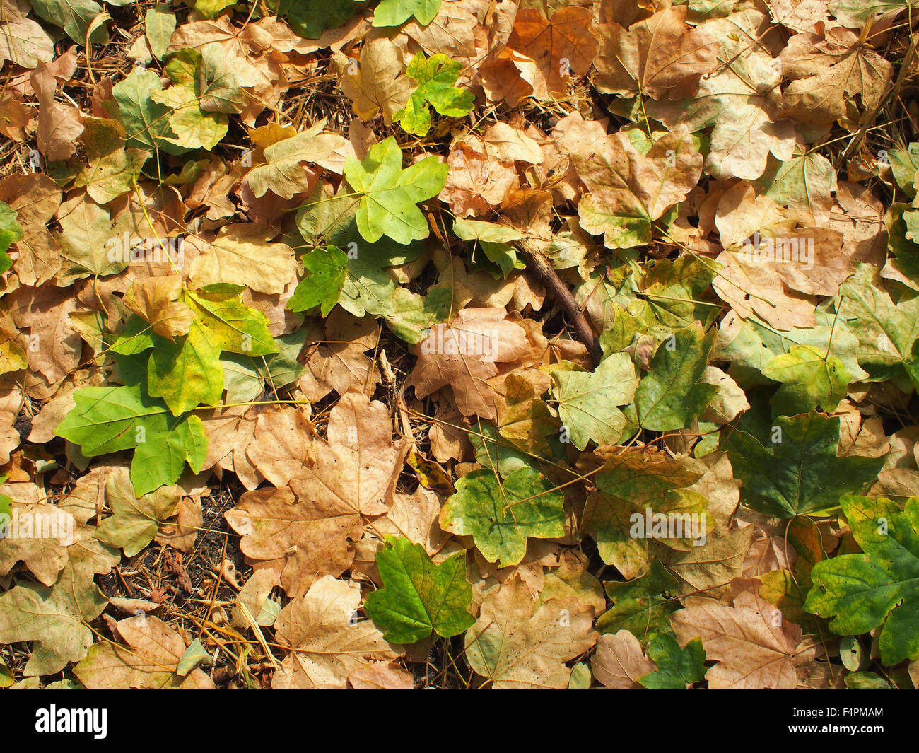 Top view of fallen autumn leaves closeup on the ground covered with ...