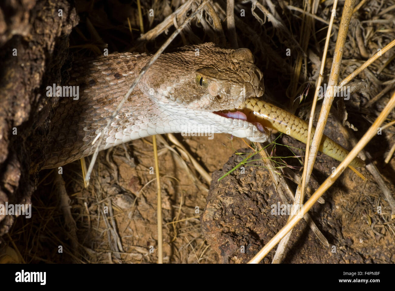 Western Diamond-backed Rattlesnake, (Crotalus atrox), eating a Great Plains Skink, (Plestiodon obsoletus) in New Mexico, USA. Stock Photo