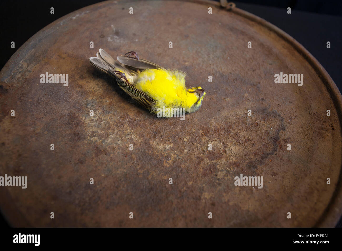 Dead green singing finch lies on its back Stock Photo - Alamy