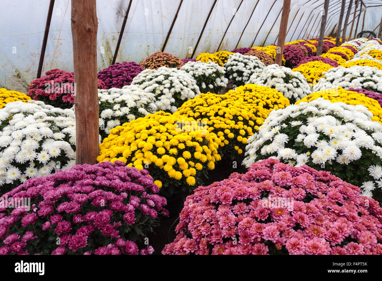 White pink yellow Chrysanthemum Morifolium flowers garden in greenhouse, before 1-st November as All Saints Day in Christianity. Stock Photo