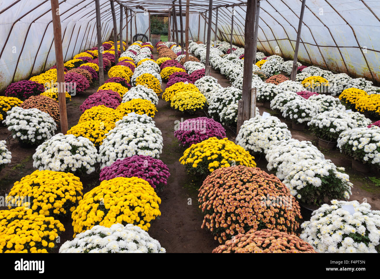 White pink yellow Chrysanthemum Morifolium flowers garden in greenhouse, before 1-st November as All Saints Day in Christianity. Stock Photo