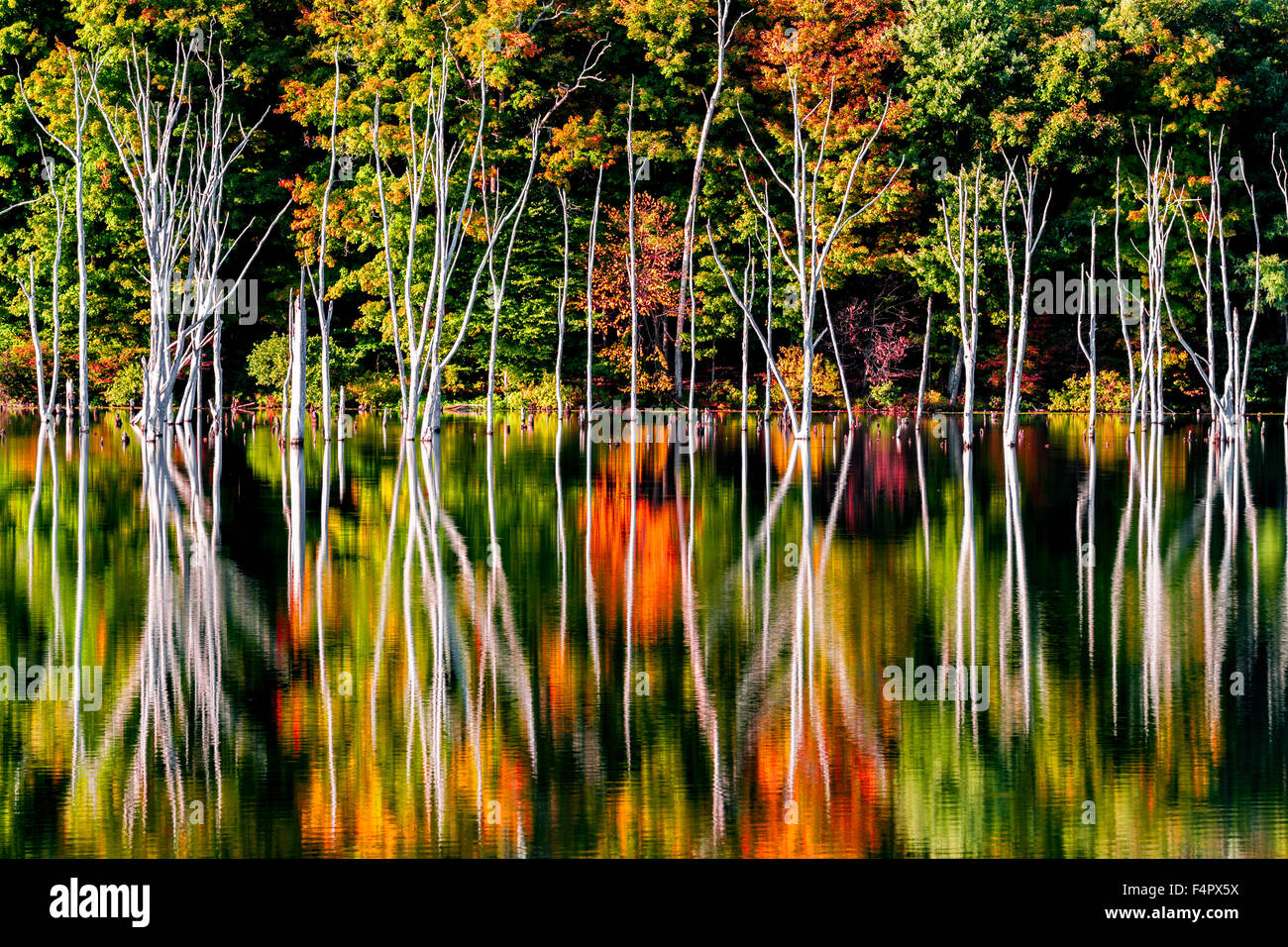 Fall reflections and a flooded forest at Monksville Reservoir, Hewitt, New Jersey, USA Stock Photo