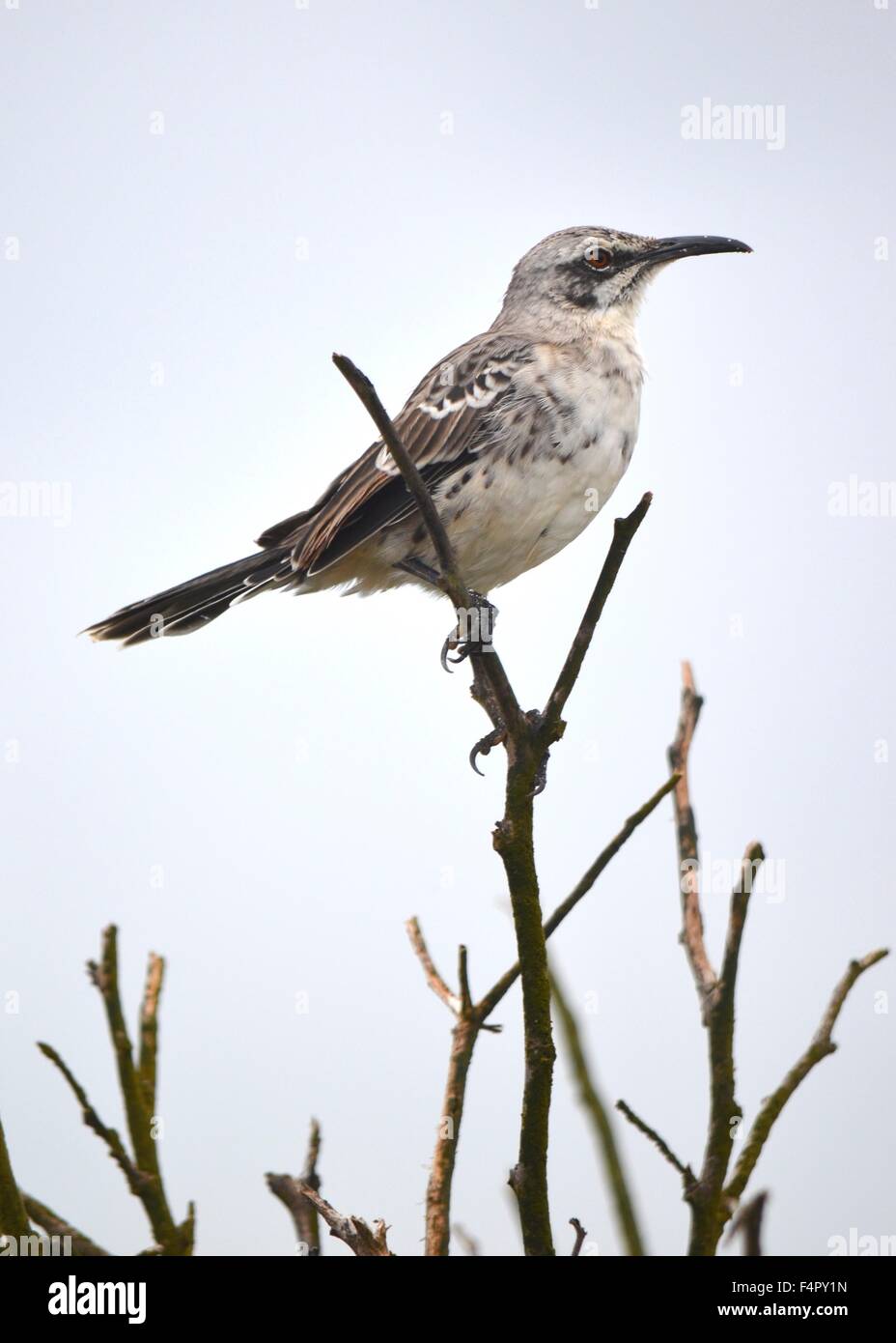 The hood mockingbird (Mimus macdonaldi) also known as the Española