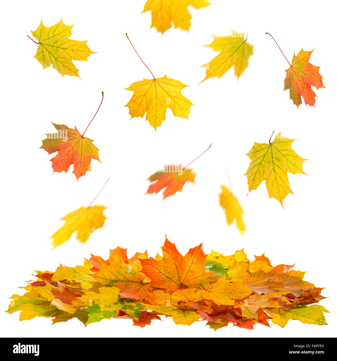 Red and yellow maple leaves isolated on white background. Autumn fall Stock Photo
