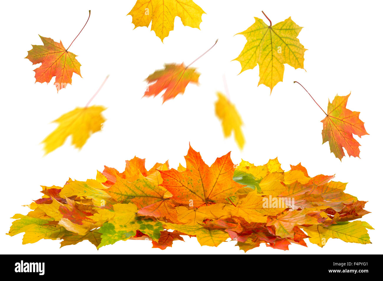 Red and yellow maple leaves isolated on white. Autumn fall Stock Photo