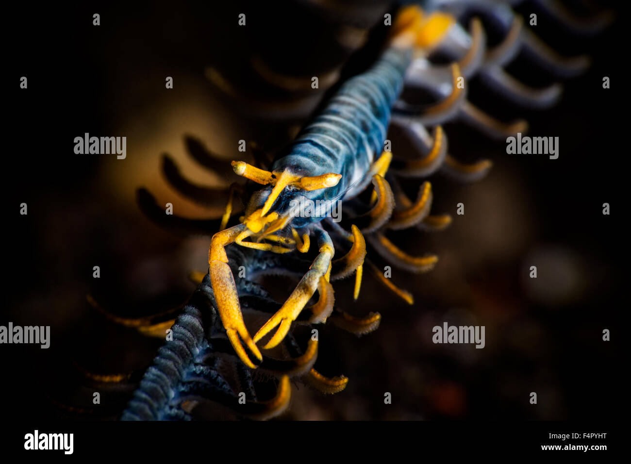 Close up of a Stunningly Beautifully Coloured Chrinoid Shrimp Facing the Camera Stock Photo