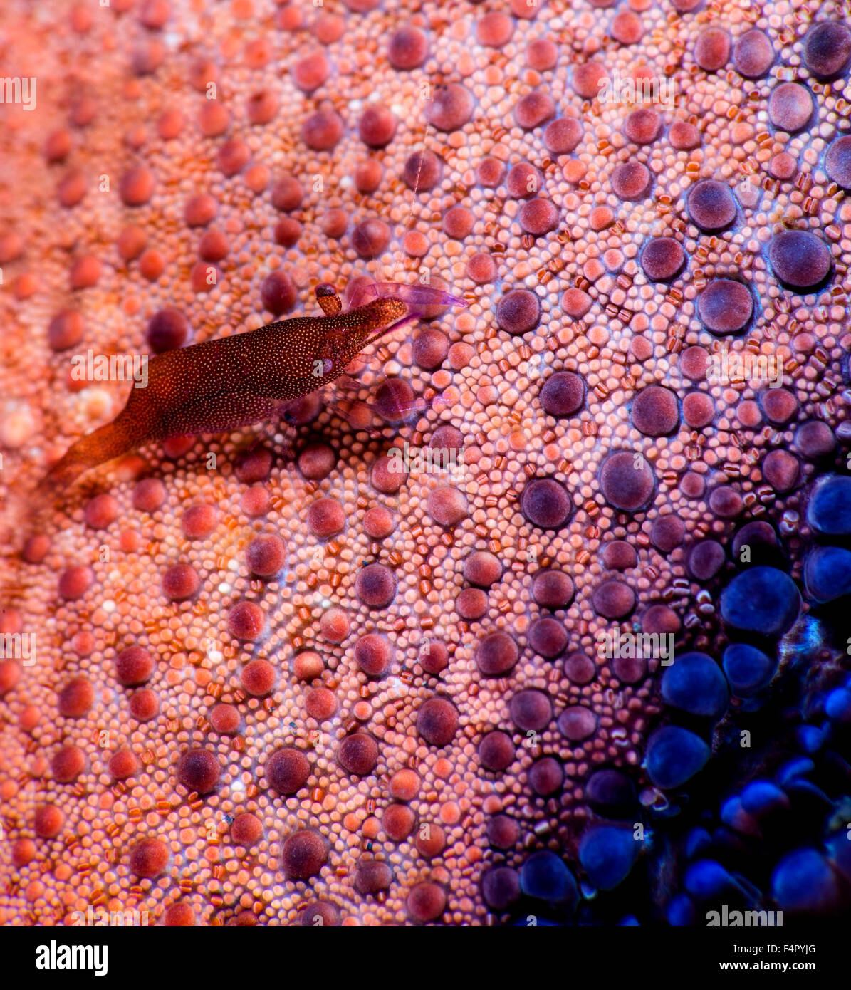 TIny Shrimp Living on the Underside of a Cashion Coral Sea Star Stock Photo