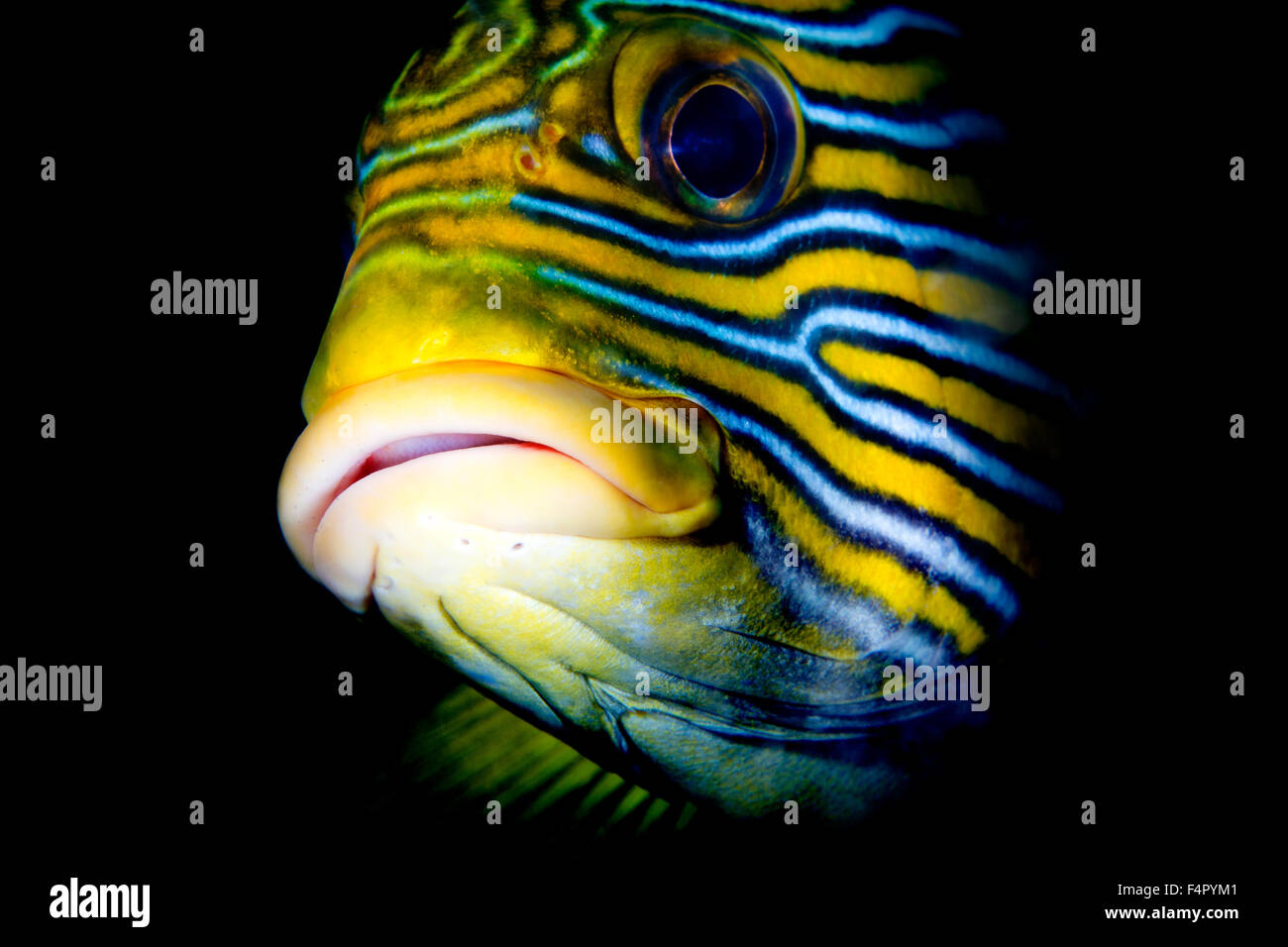 Detail of Brightly Colored Oriental Sweetlips Fish's Face Looking at Camera. Appearing Our of the Darkness Stock Photo