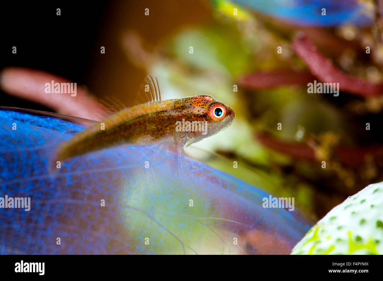 Tiny Goby Sitting on top of Transparent Blue Sea Squirt Stock Photo