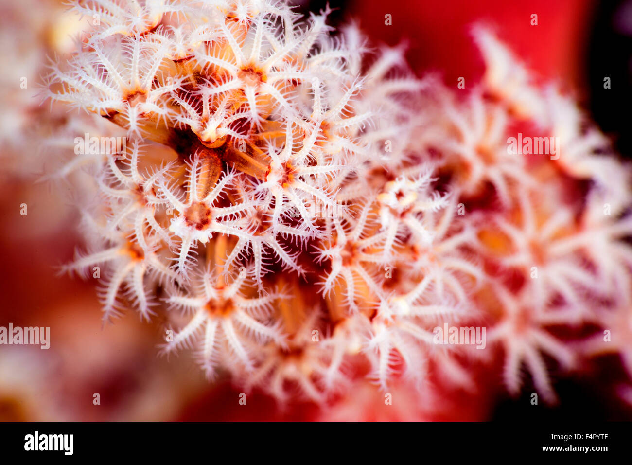 Octocoral or soft coral polyps feeding in Close-up Stock Photo