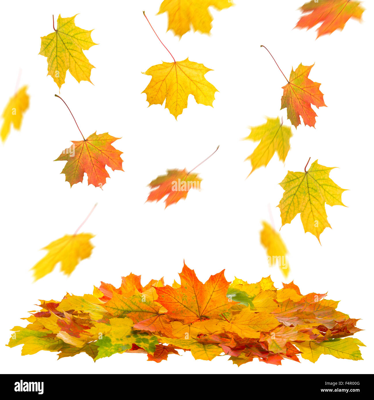 Red and yellow falling maple leaves isolated on white background. Autumn fall Stock Photo