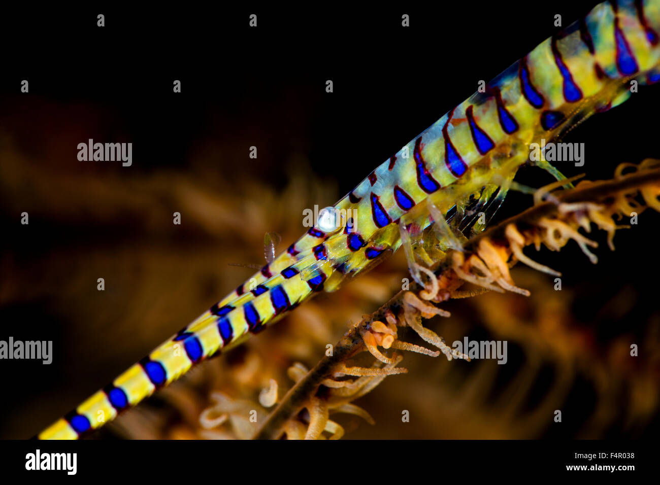 Tozeuma Sawblade Shrimp Hiding Among a Soft Coral - Close-up Stock Photo
