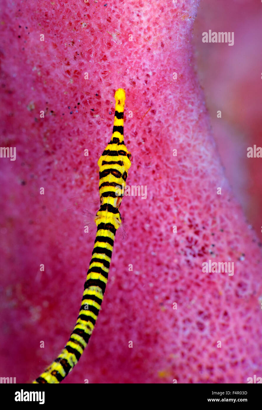 Yellow Multibanded Pipefish Against a Bright Pink Sponge Background Stock Photo