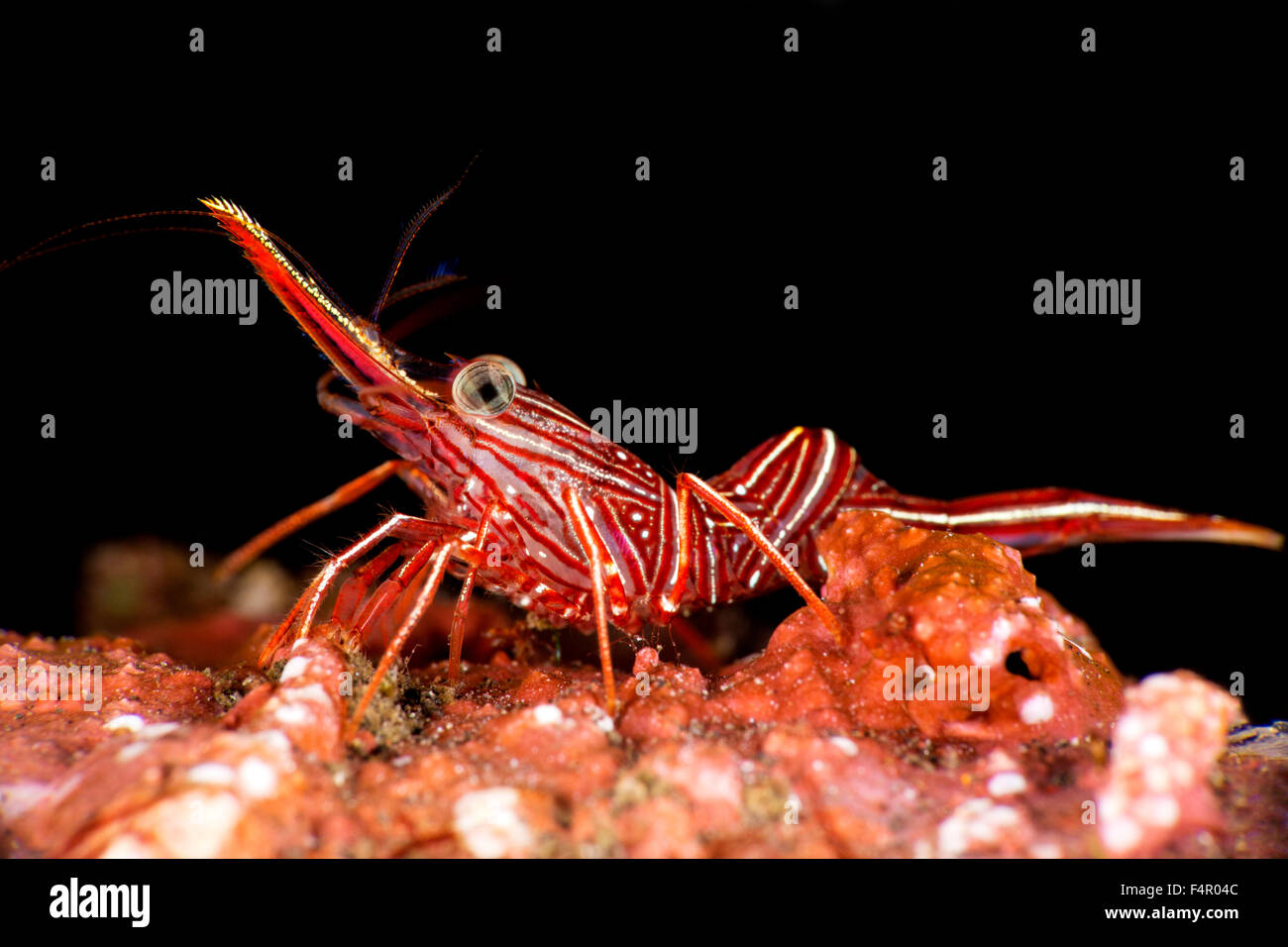 Red Durban Dancing Shrimp Isolated on Black Background Stock Photo
