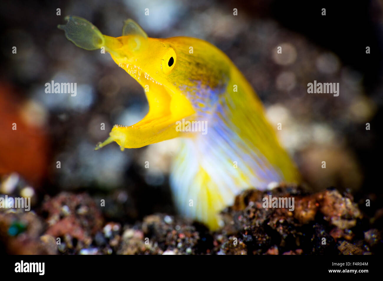 Brightly Colored Ribbon Eel with Mouth Gaping Stock Photo