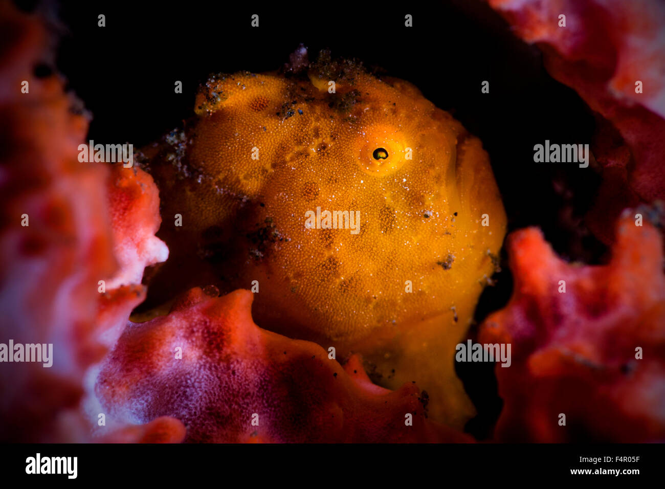 Juvenile Painted Frogfish Hiding in Pink Sea Sponge. Peeping out. Stock Photo