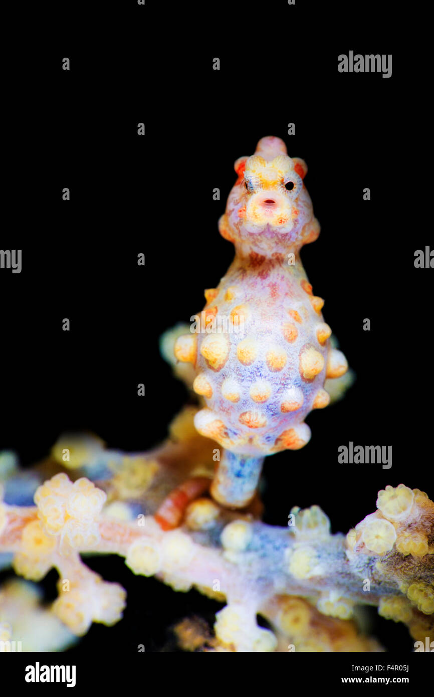 Pygmy Seahorse Looking at Viewer Stock Photo