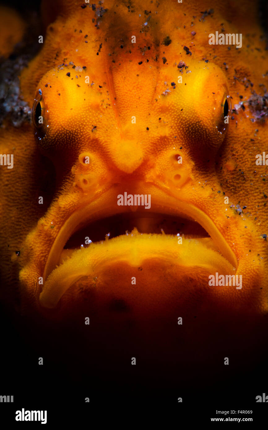 Ugly Weird Looking Yellow Painted Frog fish Portrait Face-on Macro Stock Photo
