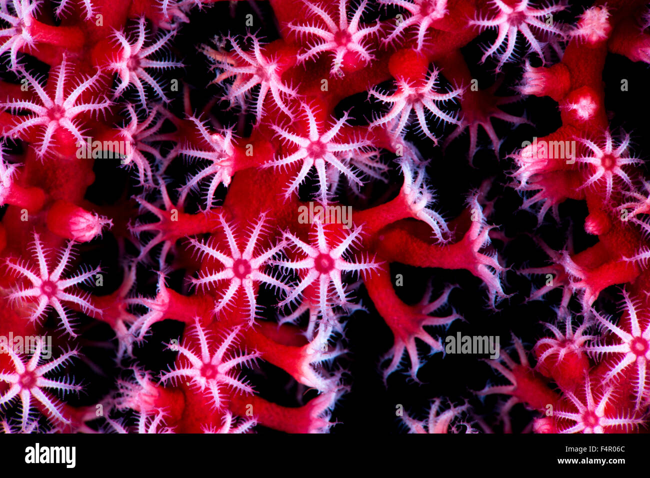 Close Up Detail of Red Soft Coral Feeding with Polyps Exposed on Black Background Stock Photo