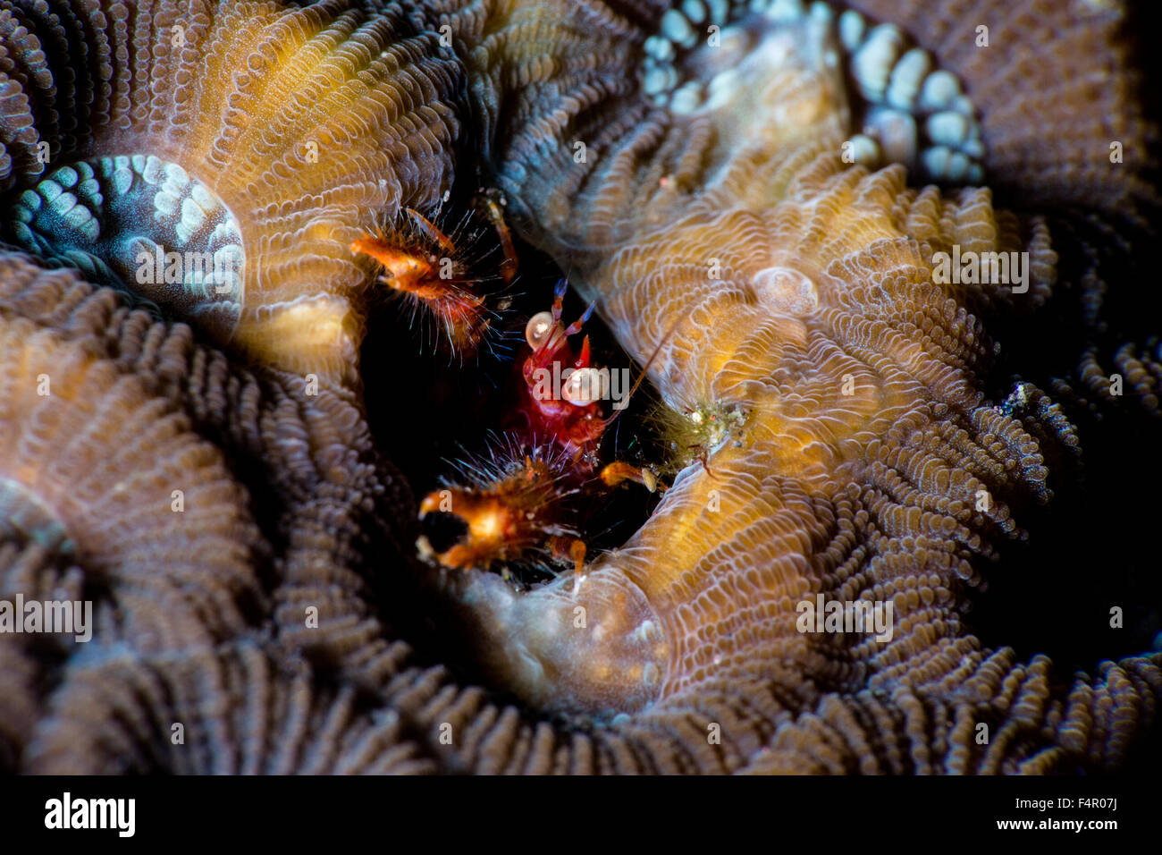 Coral Hermit Crab Peeping Out Stock Photo
