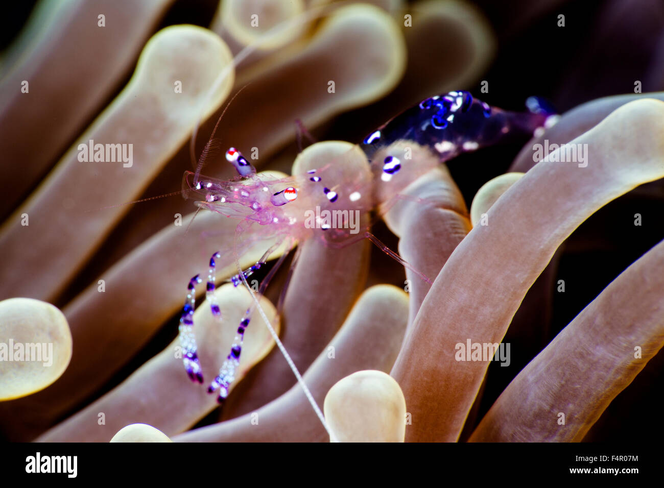 Beautiful Cleaner Shrimp Crawling Through Anemone to Investigate Stock Photo