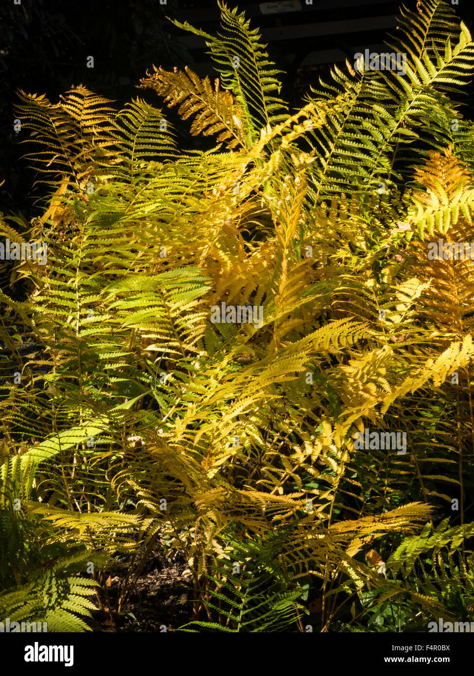 Cinnamon Fern, New York Botanical Garden, The Bronx, NY, USA Stock