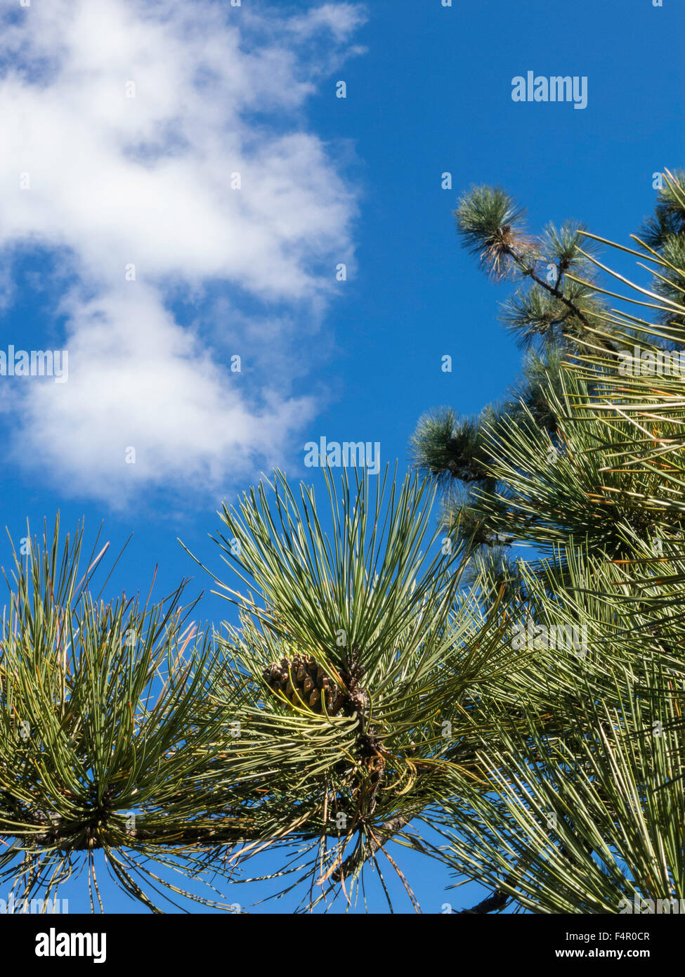 Pine Tree, New York Botanical Garden, The Bronx, NY, USA Stock Photo