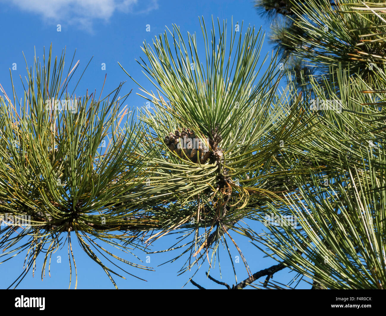 Pine Tree, New York Botanical Garden, The Bronx, NY, USA Stock Photo