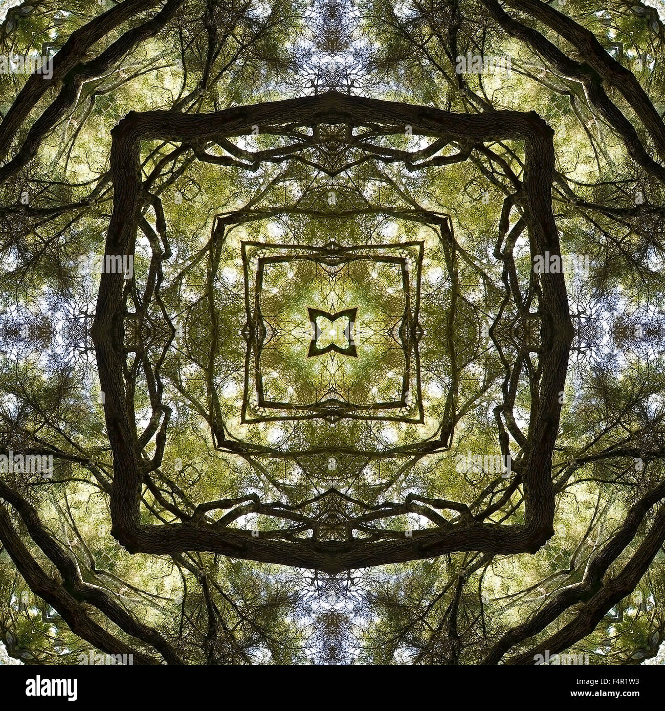 A kaleidoscopic image of trees Stock Photo