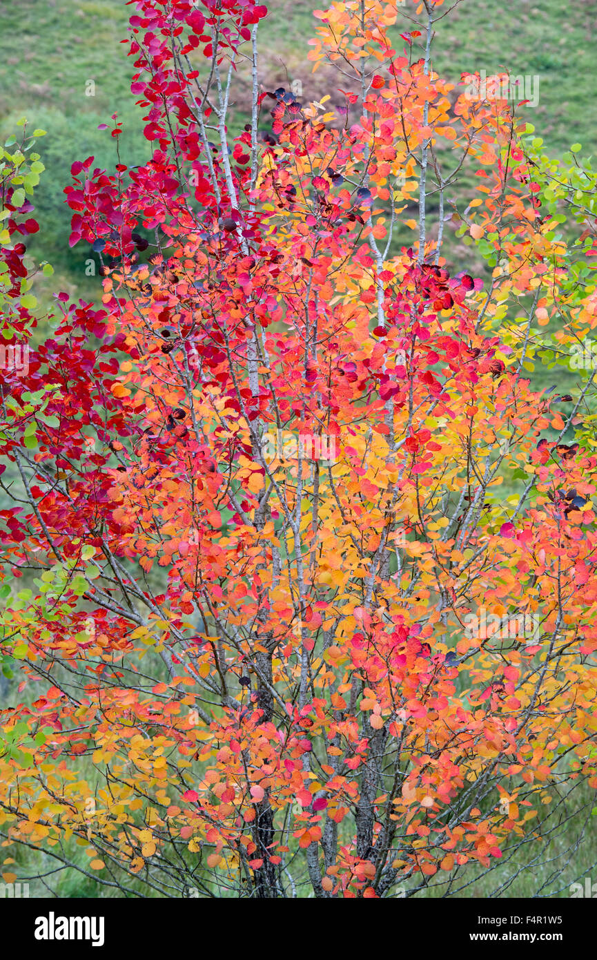 Populus tremula. Aspen trees changing colours in autumn in the Scottish borders. Scotland Stock Photo