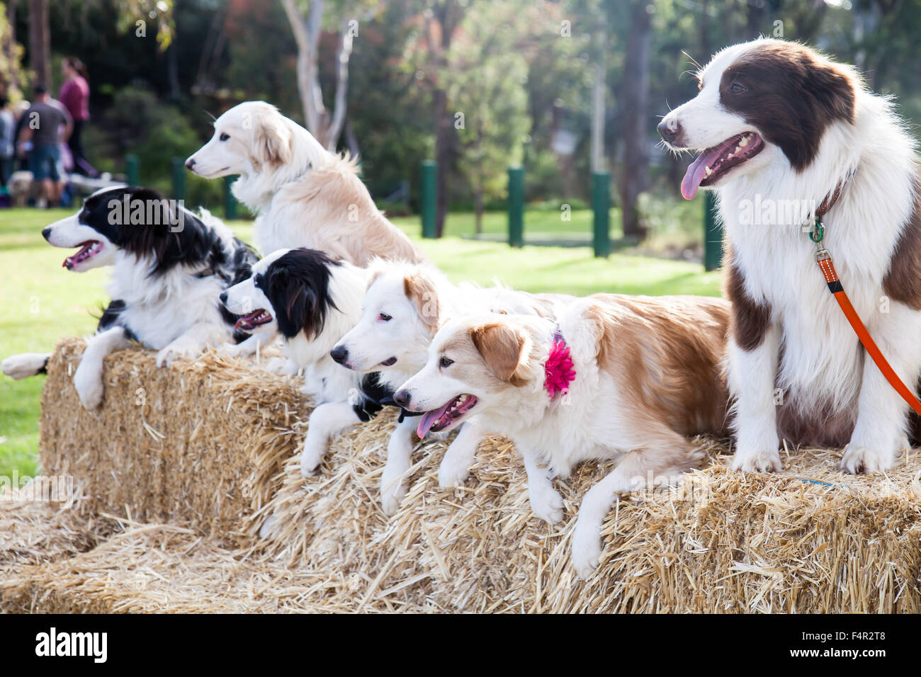Blonde border collie for sale sales