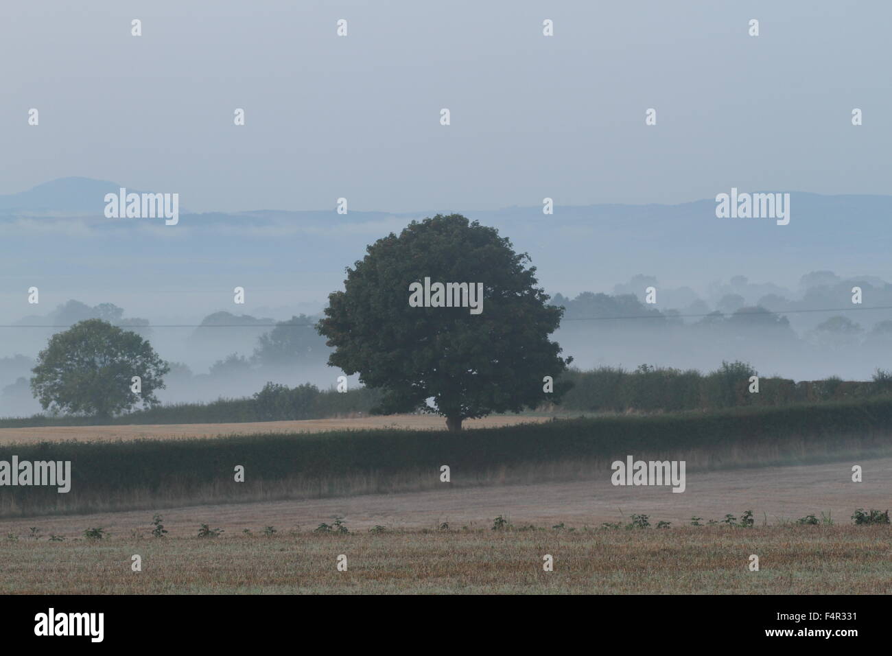 Trees and fields in Fog Carse of Gowrie Perthshire Scotland October