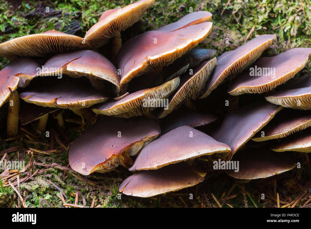 Svamp hi-res stock photography and images - Alamy