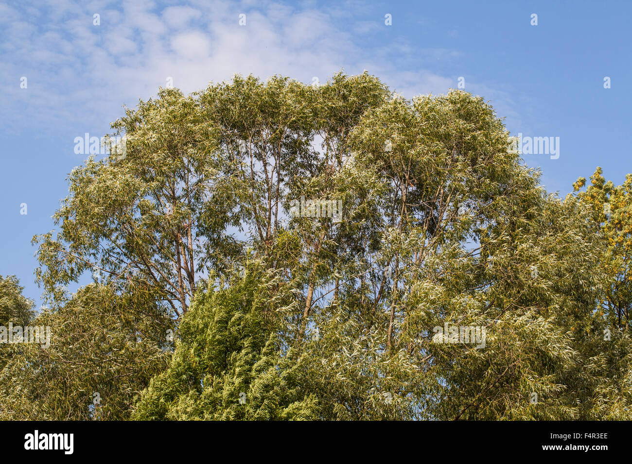 deciduous tree crown Stock Photo Alamy