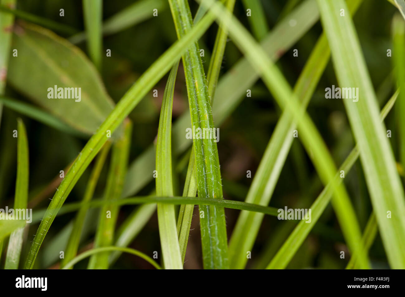 grass close up Stock Photo - Alamy