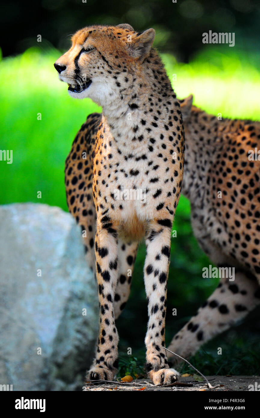 A cheetah closing its eyes Stock Photo