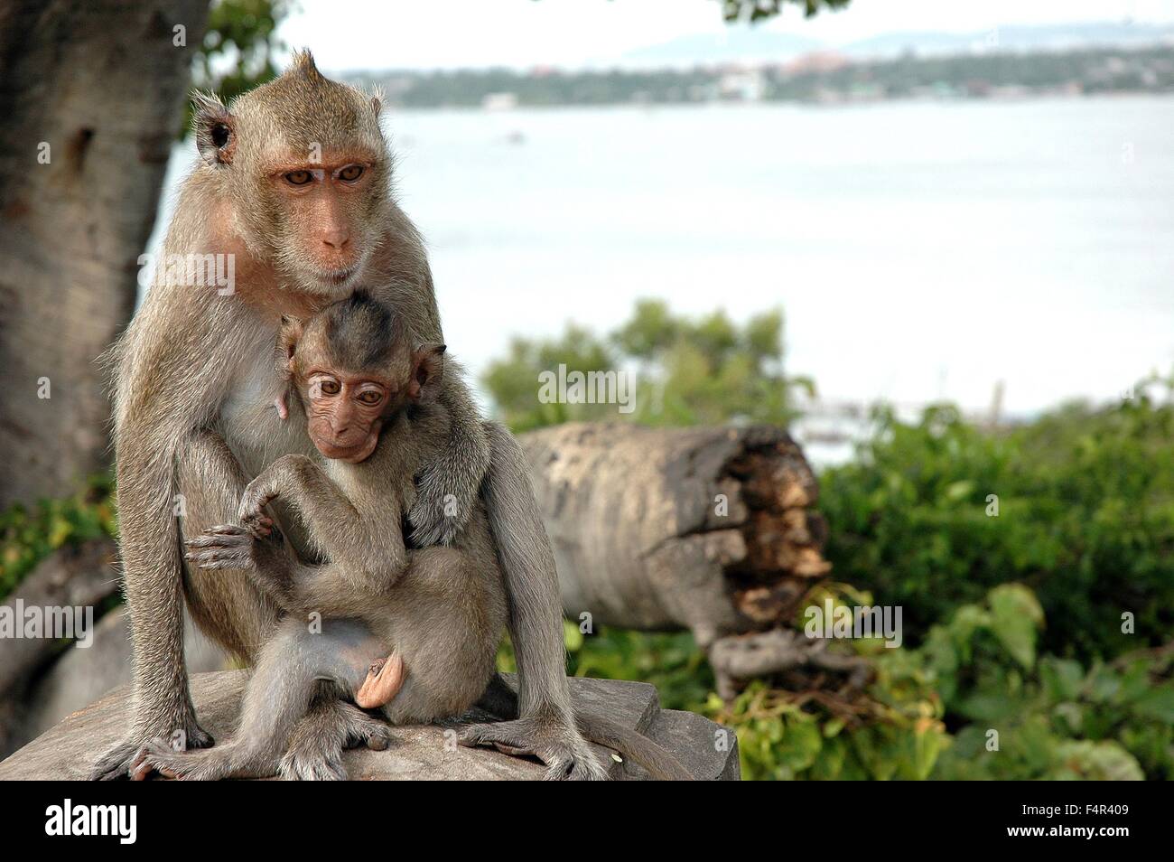 Sea monkeys hi-res stock photography and images - Alamy