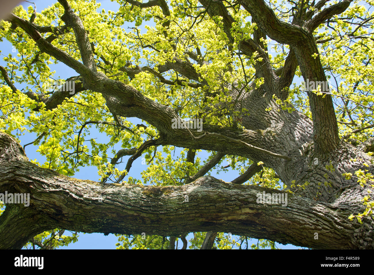 Switzerland, Europe, Baselland, oak, tree, trunk, branch, knot, sheets, leaves, spring, bark Stock Photo
