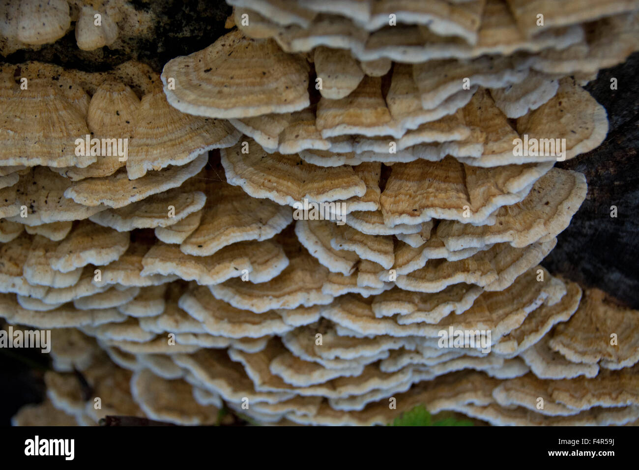 Switzerland, Europe, Baselland, tree mushroom, mushroom, plant Stock Photo