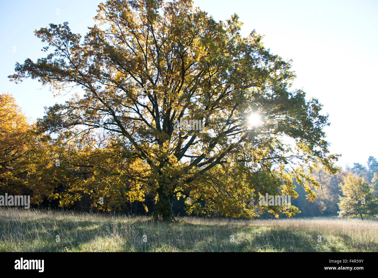 Switzerland, Europe, Baselland, Bubendorf, Wildenstein, oak, tree, autumn, meadow Stock Photo