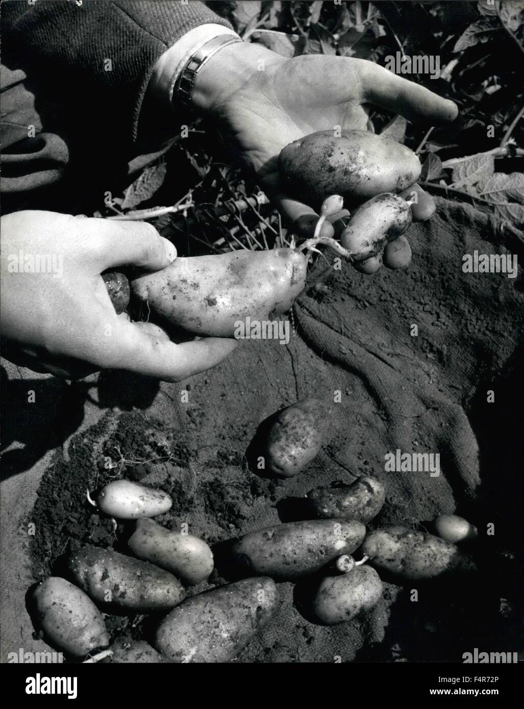1955 Searching for the perfect potato. Photo Shows The potato