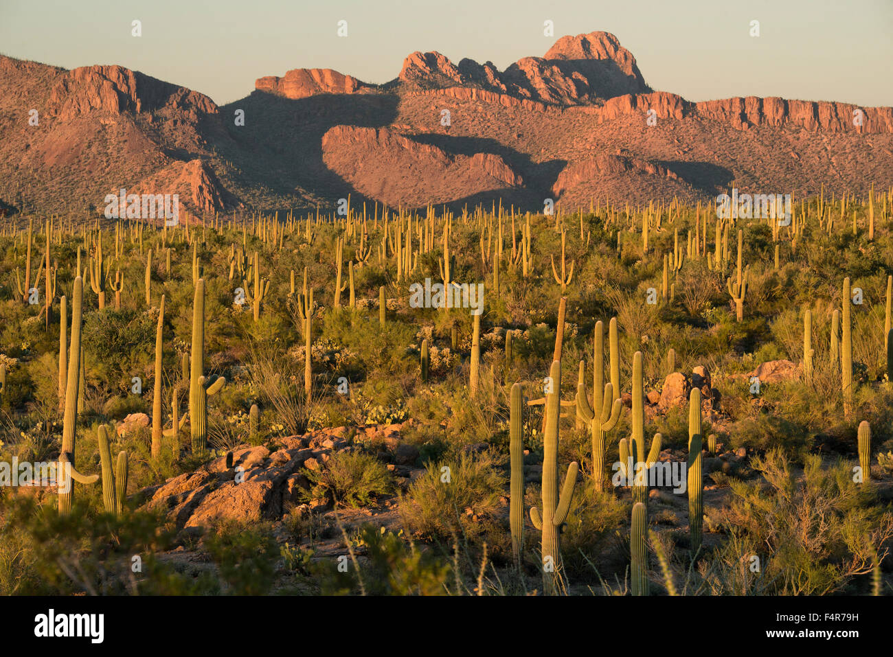 USA, United States, America, Arizona, Tucson, Saguaro, National Park, cactus, Sonora, desert, mountains, landscape Stock Photo